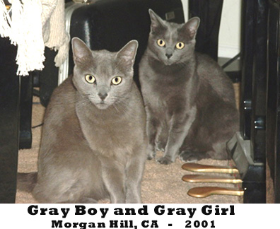 graycats.jpg (60828 bytes)