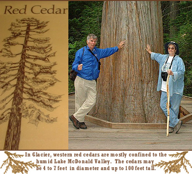 redcedar.jpg (106492 bytes)